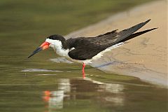 Black Skimmer